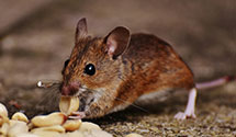 24 Hour & Emergency Exterminators in Streator West, IL